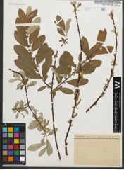 Foto von Salix sitchensis Sanson ex Bong.